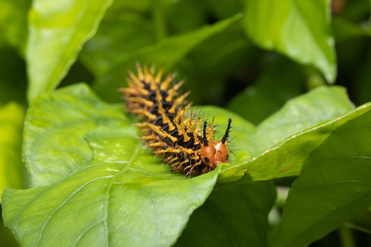 Hotel Batchelor Butterfly Farm Exterior foto