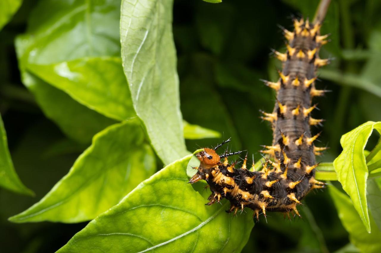 Hotel Batchelor Butterfly Farm Exterior foto