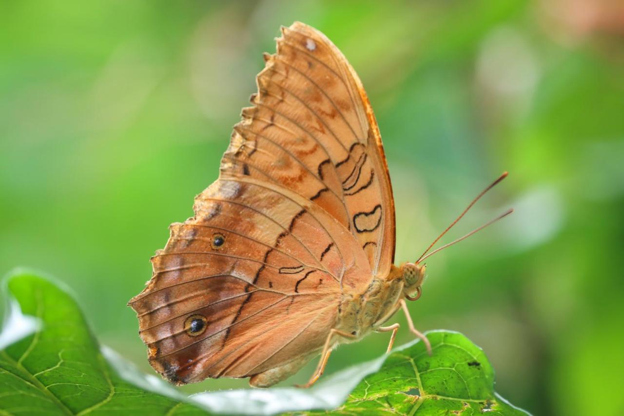Hotel Batchelor Butterfly Farm Exterior foto