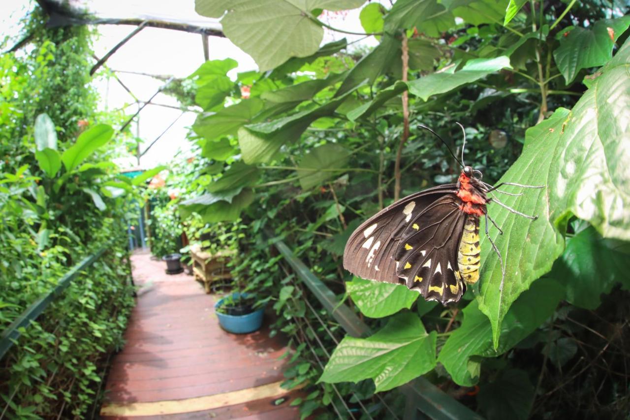 Hotel Batchelor Butterfly Farm Exterior foto