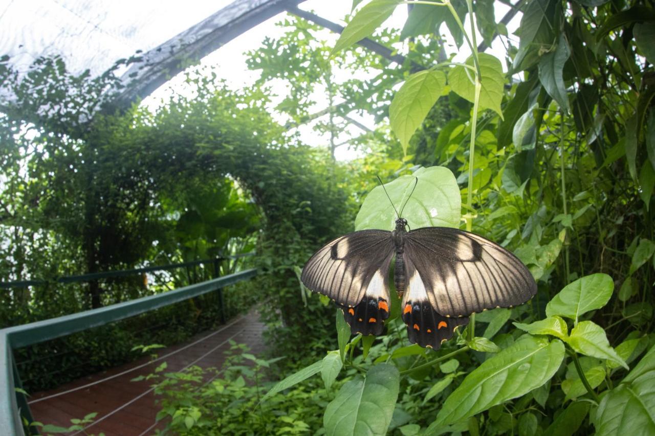 Hotel Batchelor Butterfly Farm Exterior foto