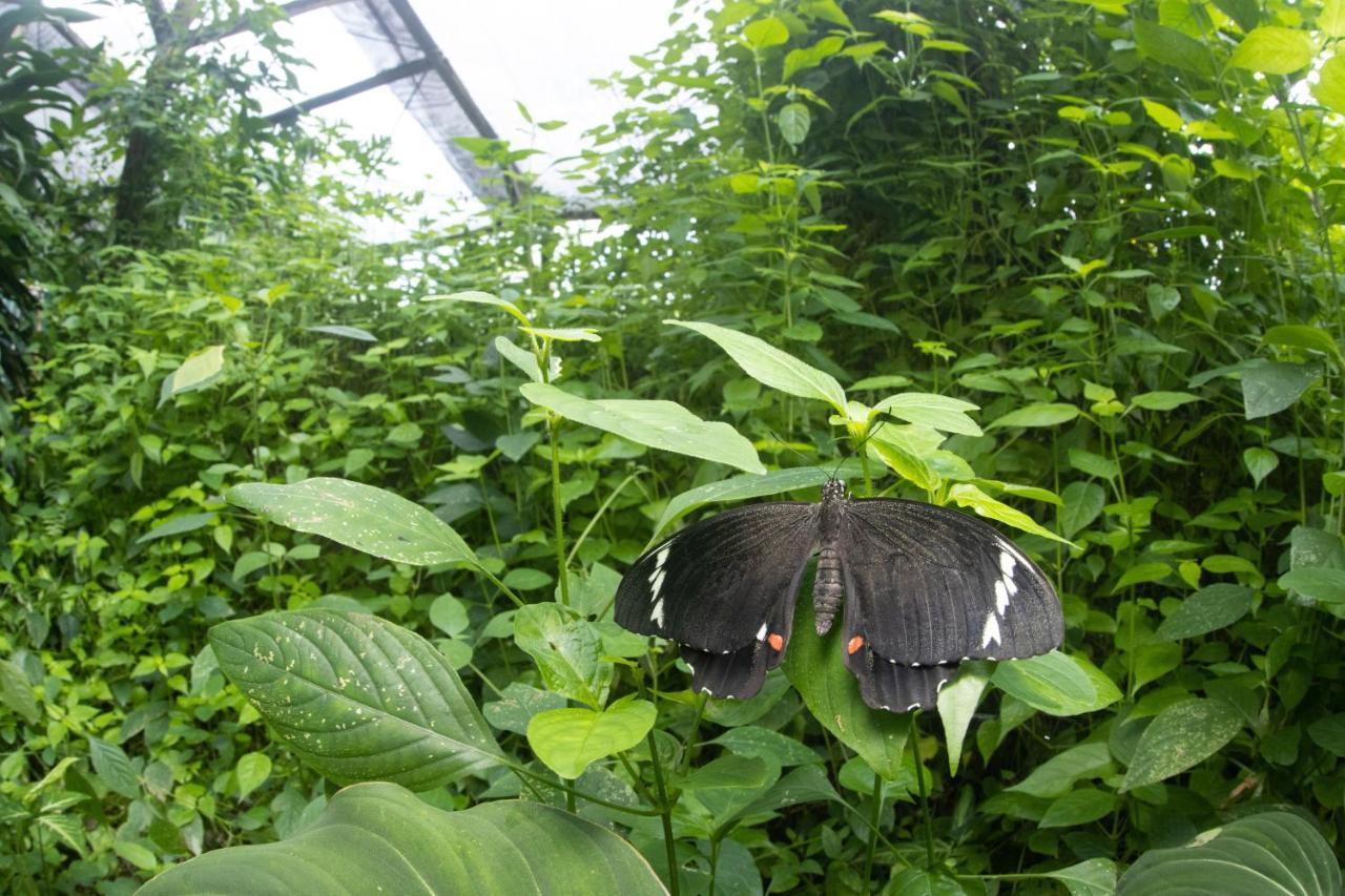 Hotel Batchelor Butterfly Farm Exterior foto