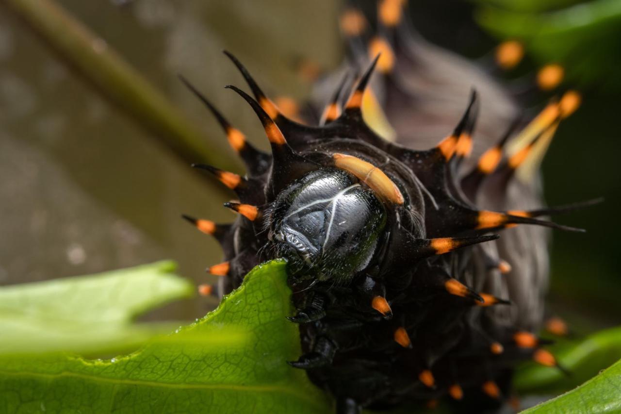 Hotel Batchelor Butterfly Farm Exterior foto