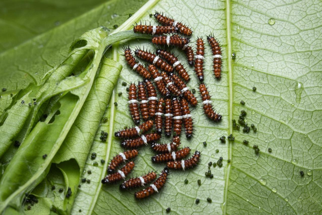 Hotel Batchelor Butterfly Farm Exterior foto