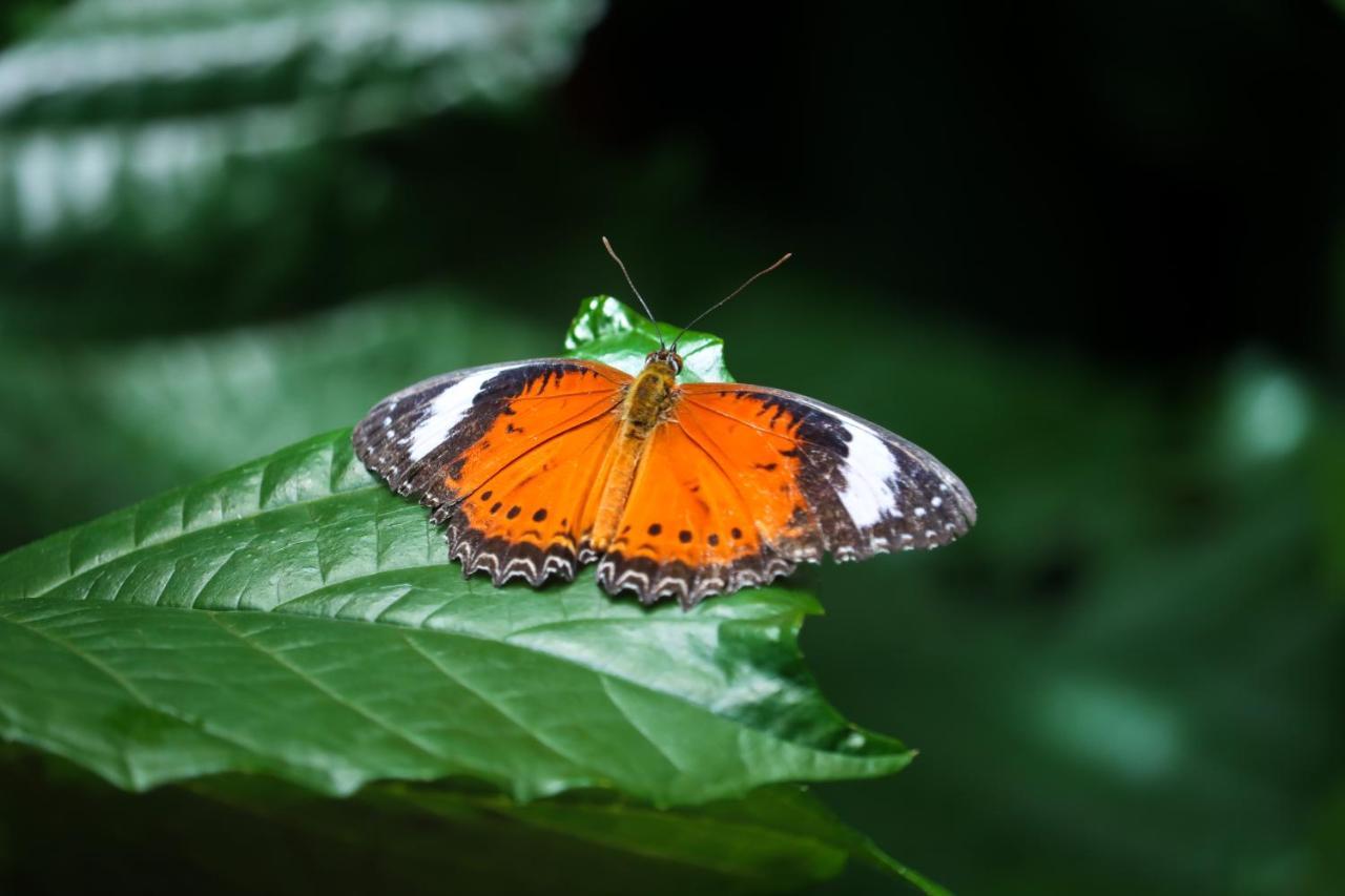 Hotel Batchelor Butterfly Farm Exterior foto