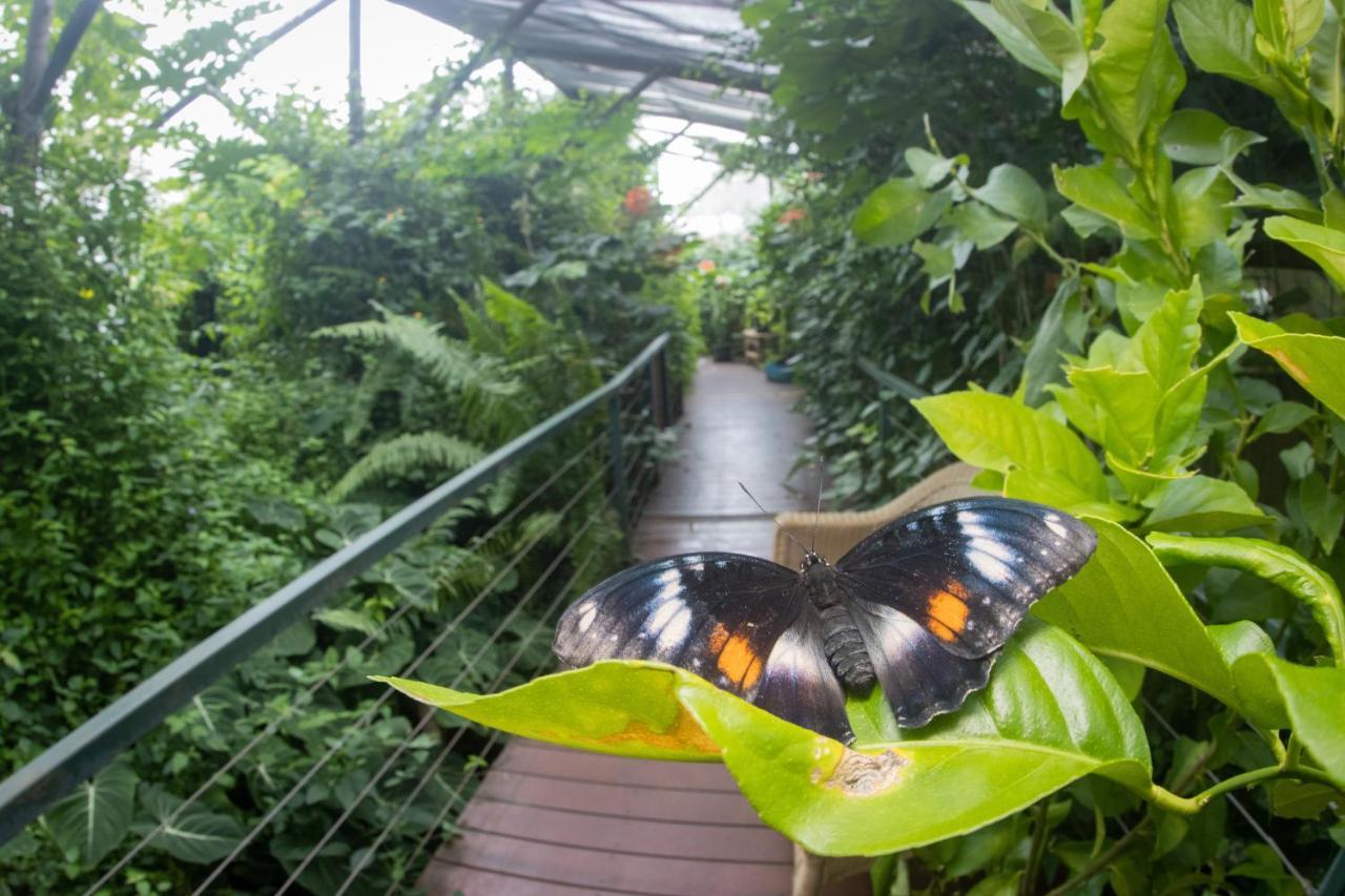 Hotel Batchelor Butterfly Farm Exterior foto