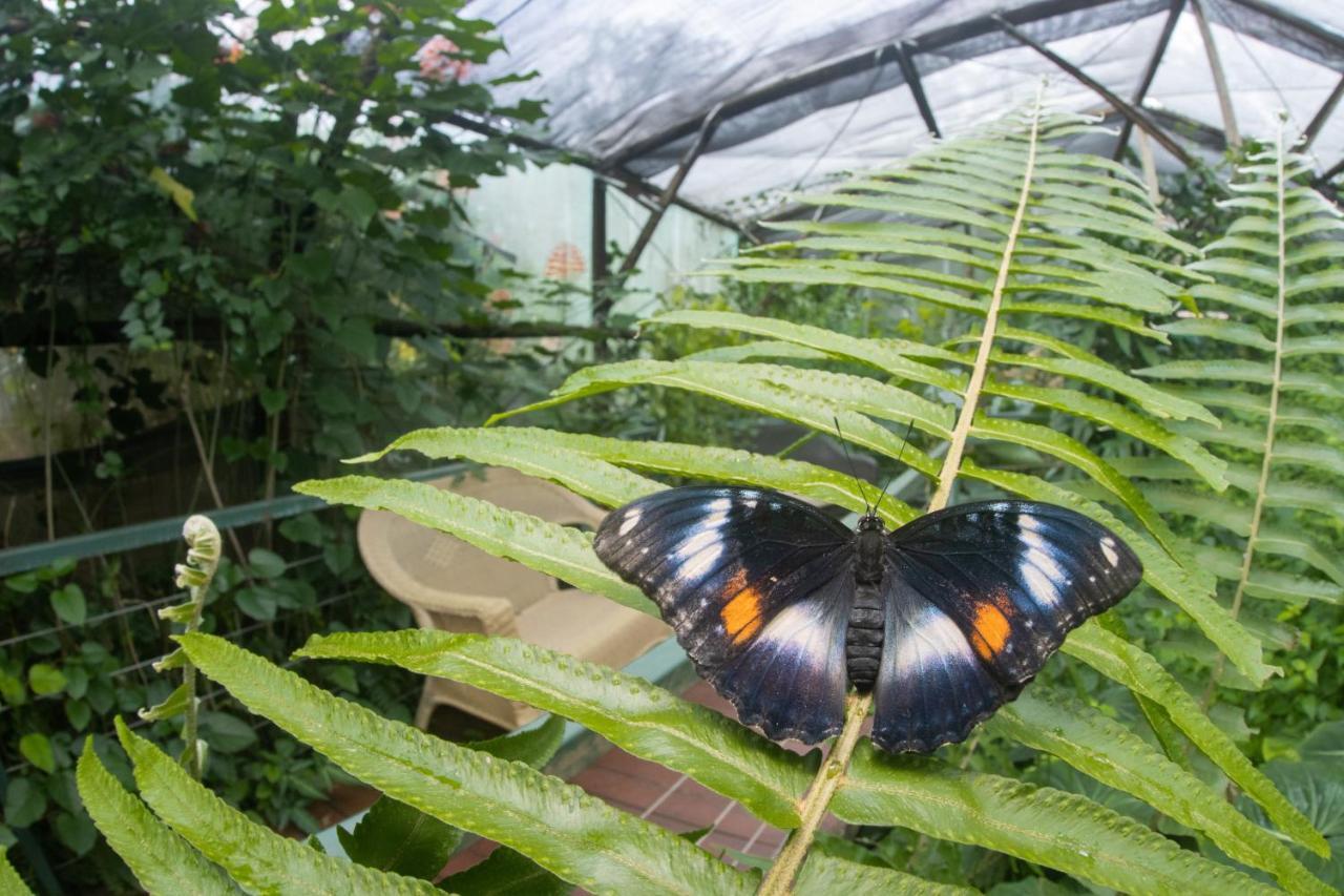Hotel Batchelor Butterfly Farm Exterior foto