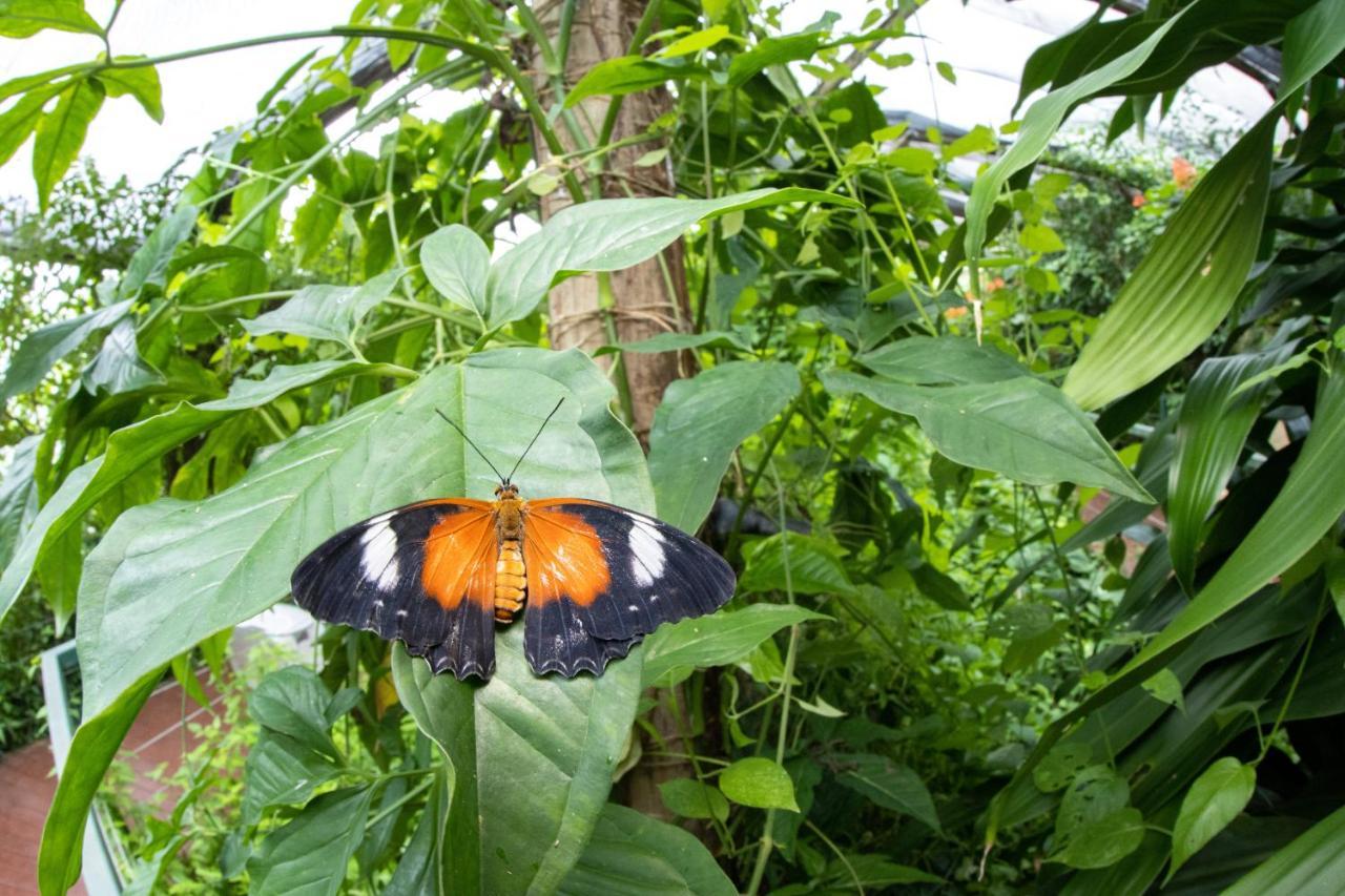 Hotel Batchelor Butterfly Farm Exterior foto